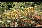 紅毛杜鵑0.jpg
