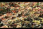 紅毛杜鵑1.jpg