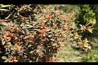 紅毛杜鵑5.jpg