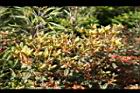 紅毛杜鵑6.jpg