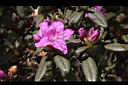 紅毛杜鵑-花03.JPG