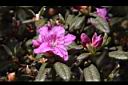 紅毛杜鵑-花04.JPG