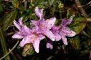 紅毛杜鵑-花09.JPG