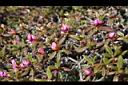 紅毛杜鵑-花苞00.JPG
