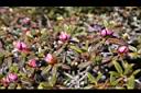 紅毛杜鵑-花苞03.JPG