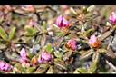 紅毛杜鵑-花苞06.JPG