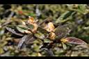 紅毛杜鵑-花苞15.JPG