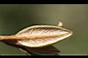 紅毛杜鵑-葉背2.jpg