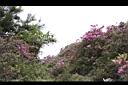 紅毛杜鵑19.JPG