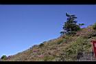 紅毛杜鵑-合03.JPG