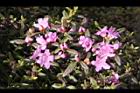 紅毛杜鵑-花00.JPG