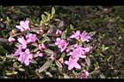 紅毛杜鵑-花01.JPG
