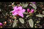 紅毛杜鵑-花02.JPG
