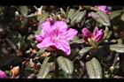 紅毛杜鵑-花05.JPG