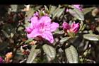 紅毛杜鵑-花06.JPG