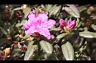 紅毛杜鵑-花07.JPG