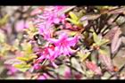 紅毛杜鵑-花08.JPG