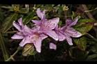紅毛杜鵑-花10.JPG