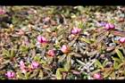 紅毛杜鵑-花苞01.JPG