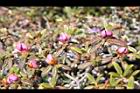 紅毛杜鵑-花苞02.JPG