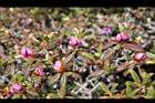 紅毛杜鵑-花苞04.JPG