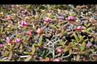 紅毛杜鵑-花苞05.JPG