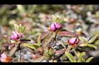 紅毛杜鵑-花苞07.JPG