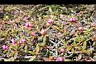紅毛杜鵑-花苞08.JPG