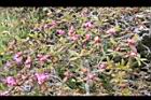 紅毛杜鵑-花苞09.JPG