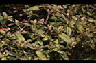 紅毛杜鵑-花苞10.JPG