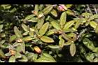 紅毛杜鵑-花苞11.JPG