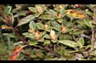 紅毛杜鵑-花苞12.JPG