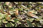 紅毛杜鵑-花苞13.JPG