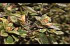紅毛杜鵑-花苞14.JPG