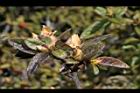 紅毛杜鵑-花苞16.JPG