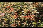 紅毛杜鵑-花謝.jpg