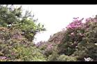 紅毛杜鵑20.JPG
