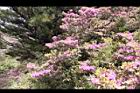 紅毛杜鵑32.JPG