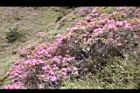 紅毛杜鵑40.JPG