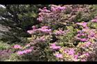 紅毛杜鵑41.JPG