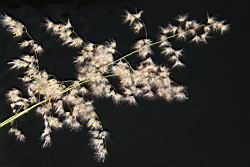 紅毛草-花序01.JPG