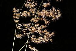 紅毛草-花序06.JPG