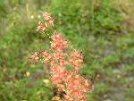 紅毛草20.JPG