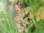 紅毛草6.JPG