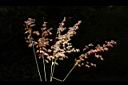 紅毛草-實序04.JPG