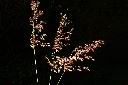 紅毛草-實序06.JPG
