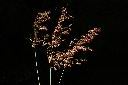紅毛草-實序08.JPG