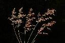 紅毛草-實序09.JPG