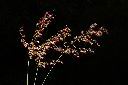 紅毛草-實序12.JPG