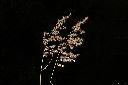紅毛草-花序00.JPG